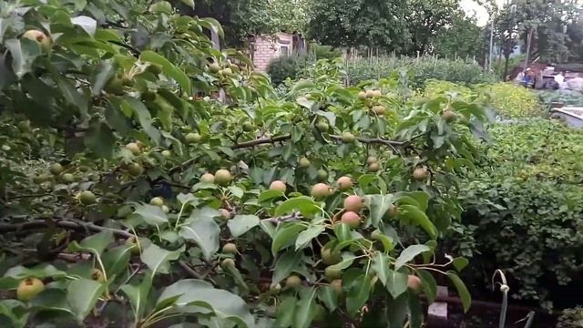 #27.Прививка груши на красную рябину. смотреть онлайн