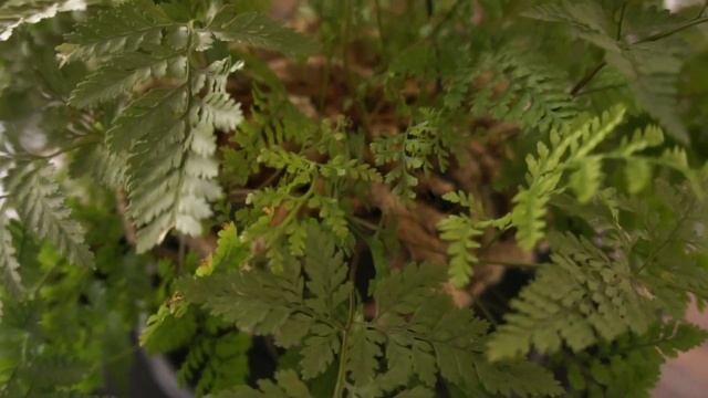 Даваллия (Davallia) - теневыносливое растение-паук с высокой прочностью!