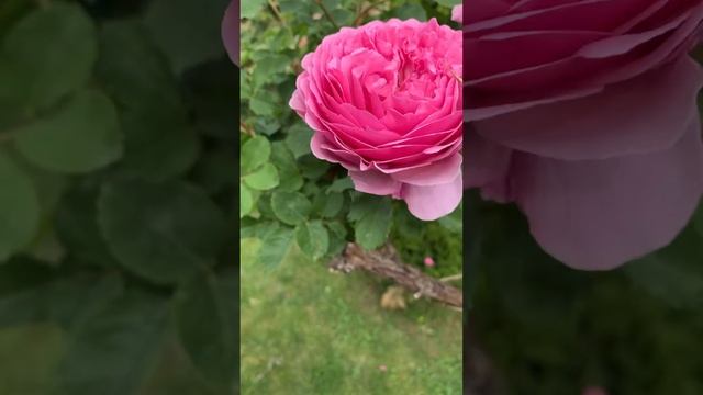 Прекрасная роза Александра оф.Кент. смотреть онлайн