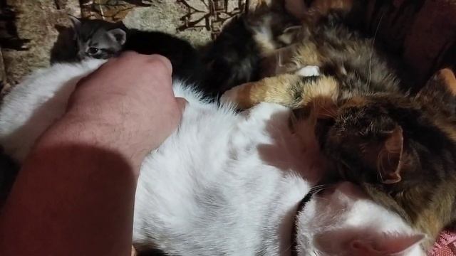 Кошачья жизнь))) смотреть онлайн