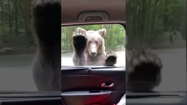 Видео,приколы,юмор,смех смотреть онлайн
