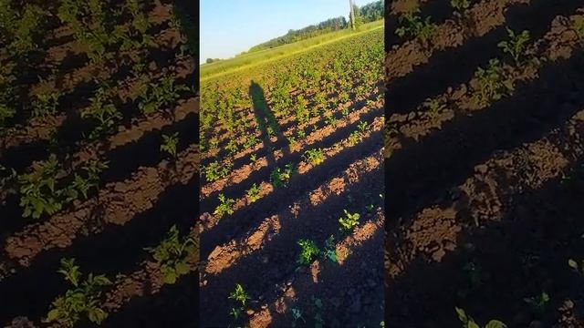 Борьба с сорняками на картошке смотреть онлайн