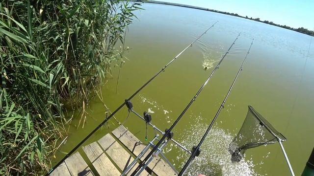 ?Карповая рыбалка. Большие карпы. Рыбачим с корабликом. Смотрим канал "Слёзы Сатоши" на рыбалке)))? смотреть онлайн