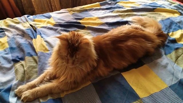 Мейн-кун Арчибальд! Большой кот во всей красе! Maine Coon Archibald! Big and beautiful cat! смотреть онлайн