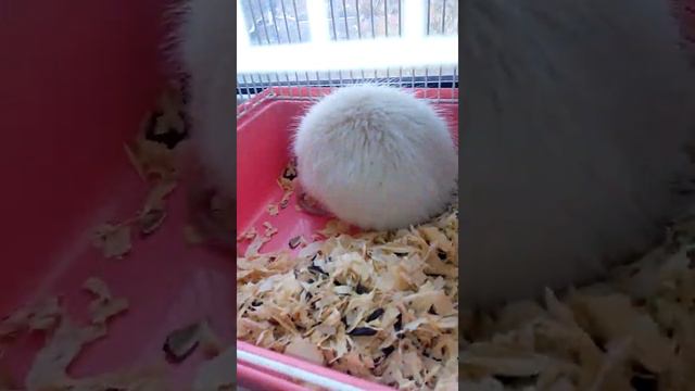 Мая крыса родила 11 крысят смотреть онлайн