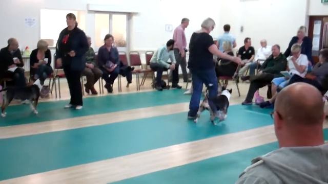 Novice Bitch West of England Bull Terrier Club June 2013 Judge Andrew Brace Tragband смотреть онлайн