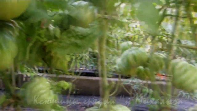 О сортах томатов Подарок Моей Жене. (ПМЖ) смотреть онлайн