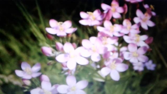 Золототысячник - лечебные свойства противопоказания. смотреть онлайн