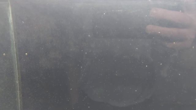 Рыбка отнерестилась. Гурами. смотреть онлайн