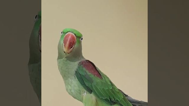 Кольчатый Александрийский попугай Шурочка смотреть онлайн
