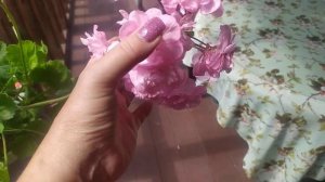 Пеларгония Ю-Ася. Короткие впечатления о сорте.