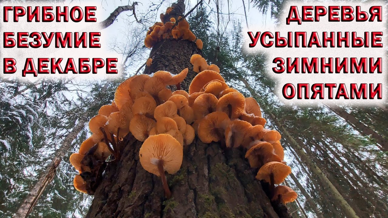 ❗ГРИБЫ В ДЕКАБРЕ.??ДЕРЕВЬЯ УСЫПАННЫЕ ЗИМНИМИ ОПЯТАМИ.?ГРИБНОЕ БЕЗУМИЕ.??НАШЁЛ ВОЕННЫЙ БЛИНДАЖ смотреть онлайн