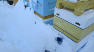 как лучше сделать вентиляцию для зимовки в ульях ППУ и ППС - ответы на вопросы.