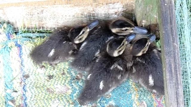 #birds#утка#жизнь Утята серой утки. 17 день смотреть онлайн