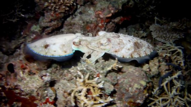Conrad Maldives House Reef Night Dive: Dance of the Mating Cuttlefish смотреть онлайн