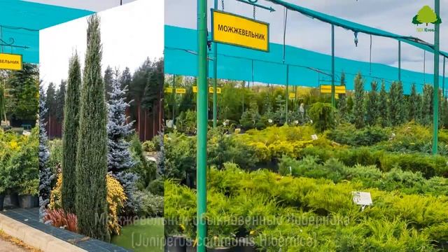 Экскурсия для профессионалов по питомнику растений смотреть онлайн