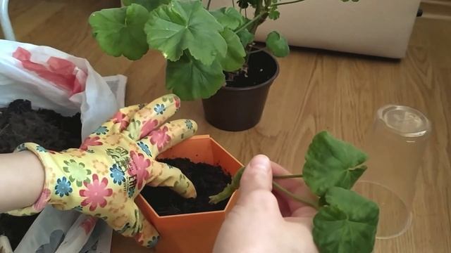Как укоренить герань (пеларгонию)? Проверенный и простой способ посадки черенков, эффект 100%. смотреть онлайн