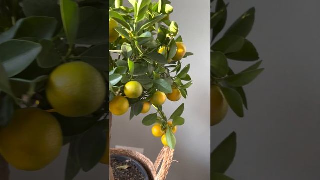 Мандариновое дерево, заказать в СПб instagram @janaplants смотреть онлайн