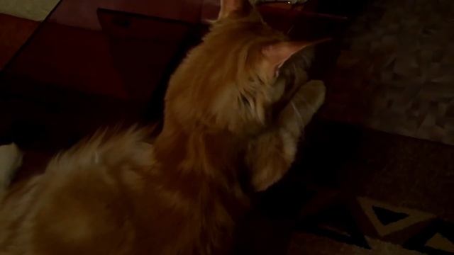 Кот Мейн-кун Семен в 4 месяца! смотреть онлайн