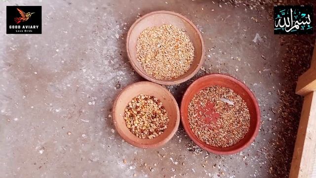 java sperrow best pairing best results#java mutation#video#good aviary, смотреть онлайн