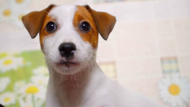 С нуля и до миллионов, как Белла Порч стала звездой в TIKTOK? смотреть онлайн