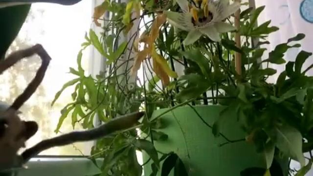 Процесс раскрытия цветка маракуйи (пассифлора). смотреть онлайн