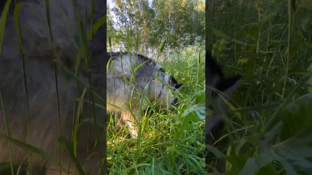 Видео с собаками для успокоения. Смотреть со звуками природы. смотреть онлайн