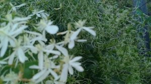 САМЫЕ ЗИМОСТОЙКИЕ КЛЕМАТИСЫ В МОЁМ САДУ !