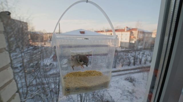 Кормушка из пластикового ведёрка за оконным стеклом. смотреть онлайн