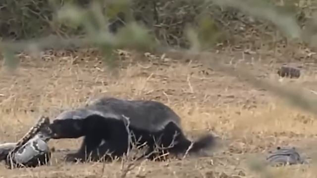 Ему Плевать на Всех! Самое Отмороженное Животное в Мире - МЕДОЕД! смотреть онлайн