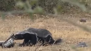 Ему Плевать на Всех! Самое Отмороженное Животное в Мире - МЕДОЕД!