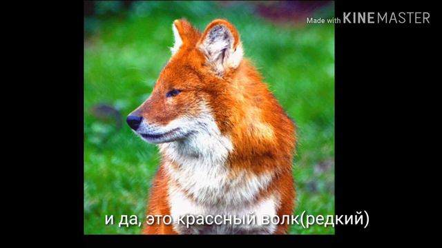 Конкурс!призы обьявлю позже,название песни ЧО смотреть онлайн