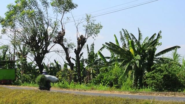 Olean - The Last Steam Operated Field Railway in Java - Pt.1 смотреть онлайн
