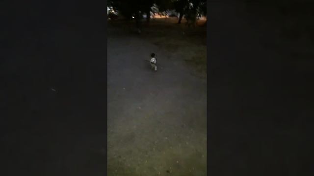 Вельш корги Ашер вечером на прогулке смотреть онлайн