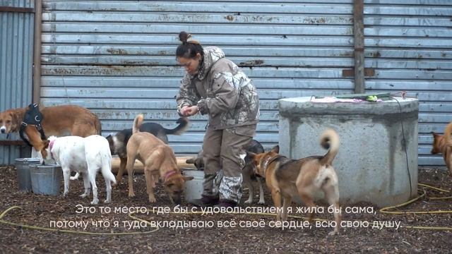 Ветеринар строит приют для животных на свои деньги смотреть онлайн
