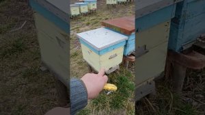 Гибнет пчела после обработки щавелевой кислотой...