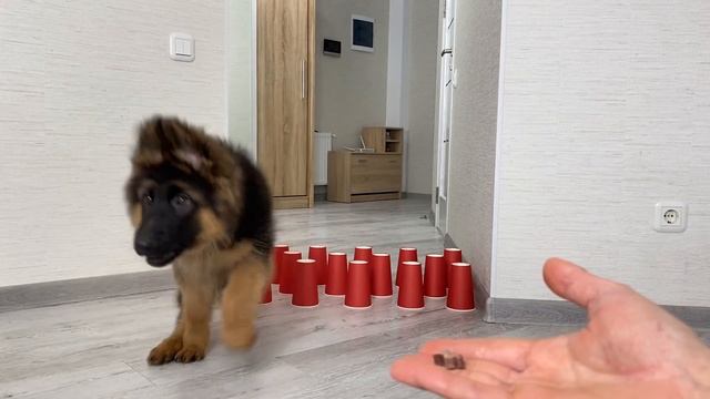My Dogs React to the Obstacle Challenge смотреть онлайн