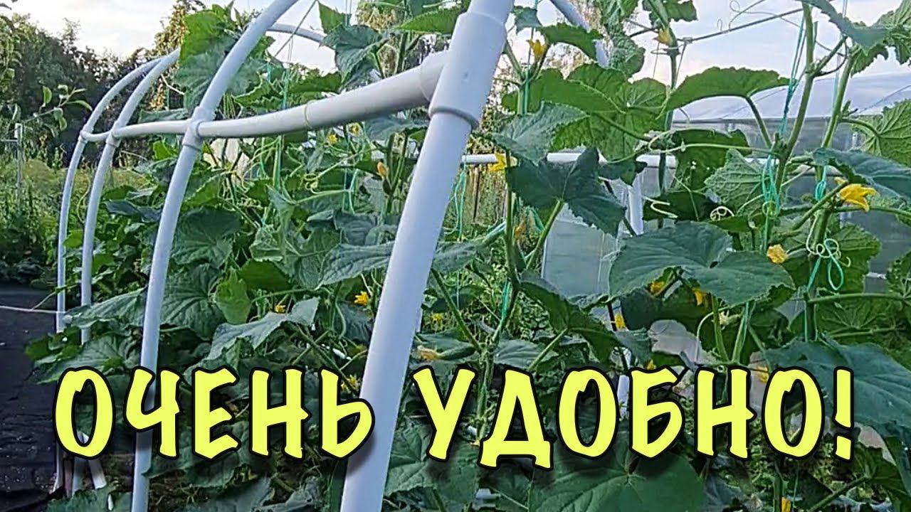 Огурцы растут ВЕРТИКАЛЬНО! В САМОДЕЛЬНОМ парнике из ПЛАСТИКОВЫХ труб. ОЧЕНЬ УДОБНО #shorts смотреть онлайн