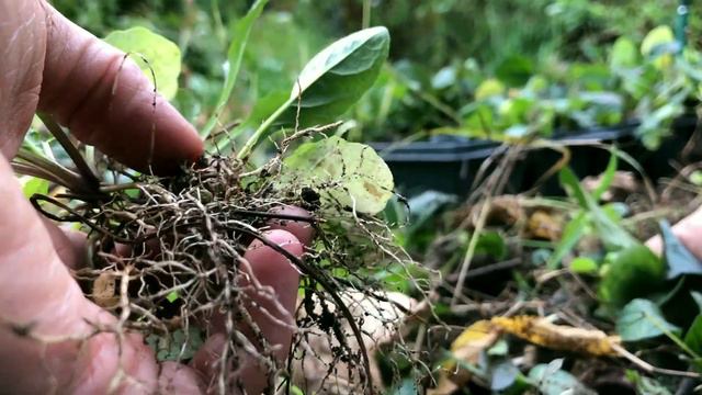 Working on the last weedy garden bed on How to Grow a Garden with Scarlett смотреть онлайн