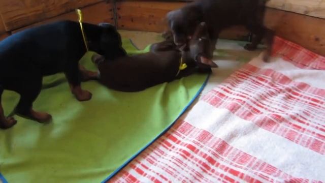 Поиск, выбор, покупка добермана. Питомник лучших собак смотреть онлайн