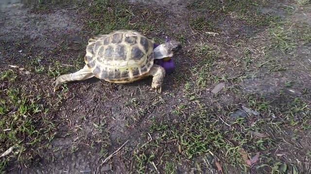 ?Убегающая черепаха и мой цветок!!!! смотреть онлайн