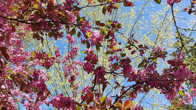 Декоративная яблонька и снежный ком в цвету 28.04.21 смотреть онлайн