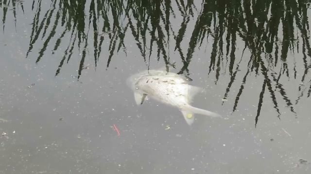 Очередная дохлая рыба