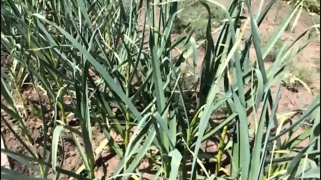 Зачем завязывать листья чеснока в узелок, и стоит ли обрывать нижние листья?? смотреть онлайн