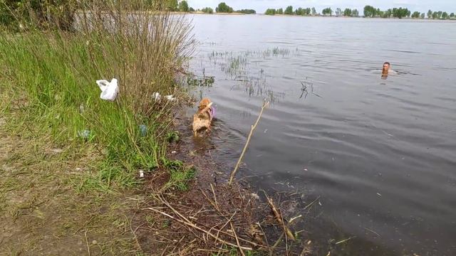 Практически😉 пьяная правда. Сезон купания открыт🤘Лайфхак для собаки🤣 смотреть онлайн