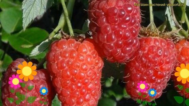 Малина обыкновенная. Краткий обзор, описание характеристик, где купить саженцы rubus daes Ляшка смотреть онлайн