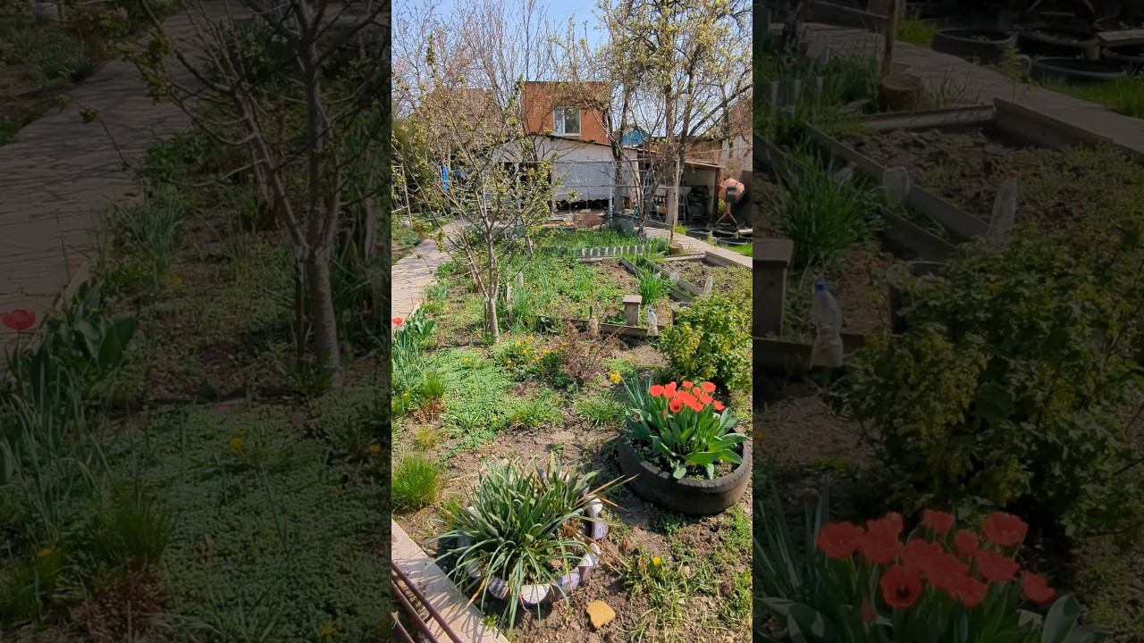 Клумбы из Покрышек #shorts #сад #огород смотреть онлайн