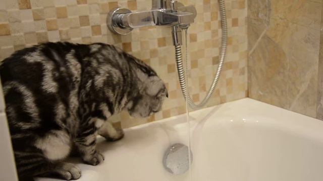 Шотландский кот Семен попытка подружиться с водой ) смотреть онлайн