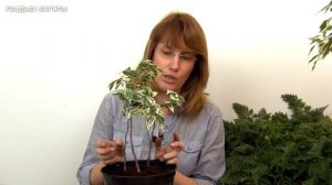 Плетение косичкой фикуса Бенджамина (ч.1).