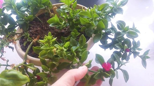 Buz Çiçeği. Buz çiçeğinin Bakımı Ve çoğaltılması Nasıl Yapılır? Aptenia Cordifolia